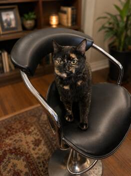 Domestic Short Hair Cats Available for Adoption in Phoenix, Arizona - Winifred | PetCurious