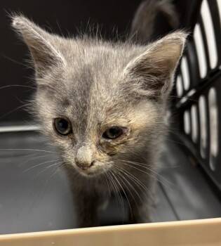 Kc 12 Leena -  Domestic Short Hair Cat for Adoption in Lawrenceville, Georgia - Kc 12 Leena | PetCurious