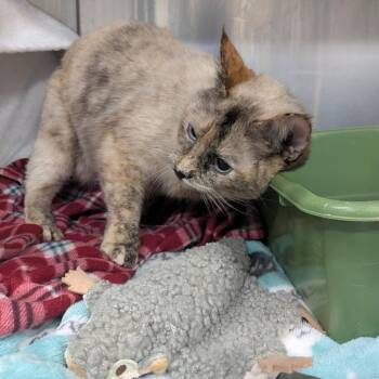 Meadow -  Domestic Short Hair Cat for Adoption in Spokane, Washington - Meadow | PetCurious