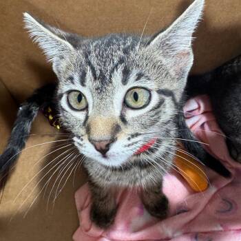 Domestic Short Hair Cats Available for Adoption in Tampa, Florida - Mistical | PetCurious