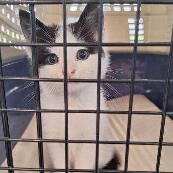 Minty -  Domestic Medium Hair Cat for Adoption in Montgomery, Alabama - Minty | PetCurious