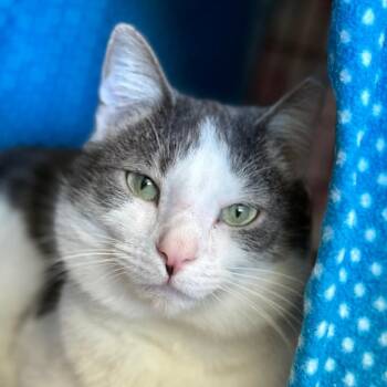 Domestic Short Hair Cats Available for Adoption - Cranberry | PetCurious