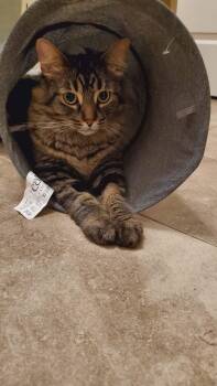 Jackson -  Domestic Short Hair Cat for Adoption in Athens, Ontario - Jackson | PetCurious