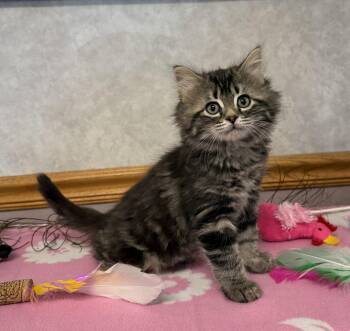 Domestic Long Hair Cats Available for Adoption - Killdeer | PetCurious