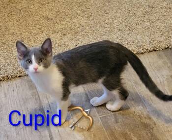 Cupid -  Domestic Short Hair Cat Available for Adoption in Las Vegas, Nevada - Cupid | PetCurious