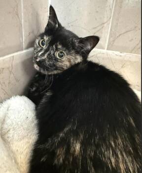 Domestic Short Hair and Tortoiseshell Cats Available for Adoption in New York, New York - Popcorn  | PetCurious