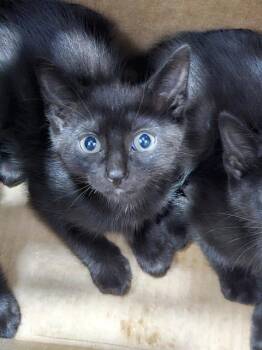 JAGUAR -  Domestic Short Hair Cat for Adoption in Dallas, Texas - JAGUAR | PetCurious