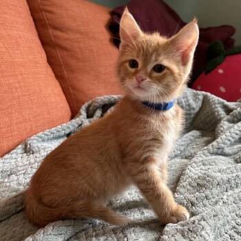 Pablo -  Domestic Short Hair Cat for Adoption in Waterloo, Iowa - Pablo | PetCurious