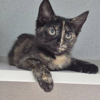 Angelica -  Domestic Short Hair Cat for Adoption in Newark, New Jersey - Angelica | PetCurious