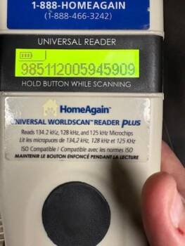 Domestic Short Hair Cats Available for Adoption - Zelda | PetCurious