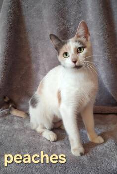 Peaches -  Domestic Short Hair Cat for Adoption in Peoria, Illinois - Peaches | PetCurious