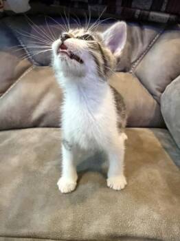 Oliver -  Domestic Short Hair Cat Available for Adoption in Chattanooga, Tennessee - Oliver | PetCurious