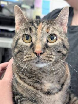 LIZZY -  Domestic Short Hair Cat for Adoption in Canfield, Ohio - LIZZY | PetCurious