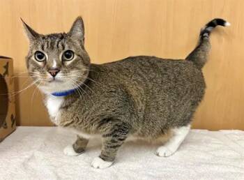 LOUIS -  Domestic Short Hair Cat for Adoption in Brentwood, Missouri - LOUIS | PetCurious