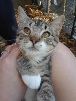 Rescue Domestic Short Hair Cats for Adoption in Millerton, Pennsylvania - Lotus | PetCurious