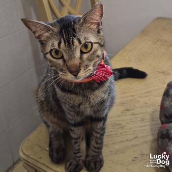 Domestic Short Hair Cats Available for Adoption in Washington, District Of Columbia - Tonita | PetCurious