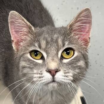 Rescue Domestic Short Hair Cats for Adoption in Yankton, South Dakota - Echo | PetCurious