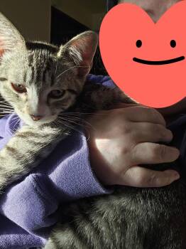 Rescue Domestic Short Hair Cats for Adoption in Portland, Oregon - Aurora | PetCurious