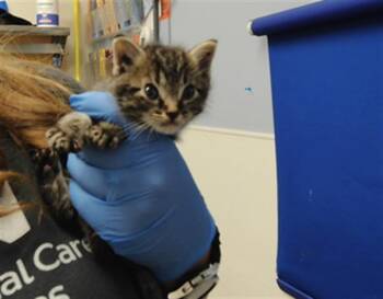 CHANDLER -  Domestic Short Hair Cat for Adoption in Albuquerque, New Mexico - CHANDLER | PetCurious