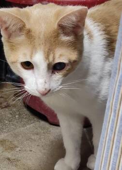 Rescue Domestic Short Hair Cats for Adoption in San Antonio, Texas - Fetty | PetCurious