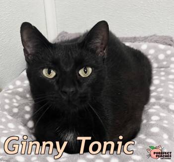 Ginny Tonic -  Bombay and Domestic Short Hair Cat for Adoption in Douglasville, Georgia - Ginny Tonic | PetCurious
