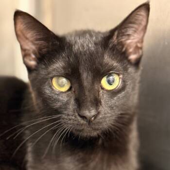 Rescue Domestic Short Hair Cats for Adoption in Cumming, Georgia - Zinnia 3 | PetCurious