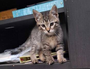 Draina -  Domestic Short Hair Cat for Adoption in Raleigh, North Carolina - Draina | PetCurious