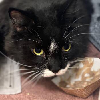 Catsup -  Domestic Long Hair Cat for Adoption in Dover, New Hampshire - Catsup | PetCurious