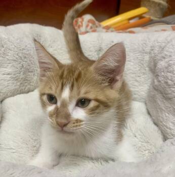 Tank -  Domestic Short Hair Cat for Adoption in San Jose, California - Tank | PetCurious