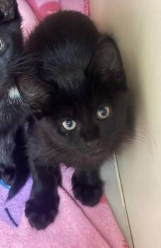 Rhode Island - ADOPTED -  Domestic Short Hair Cat for Adoption in Chamblee, Georgia - Rhode Island - ADOPTED | PetCurious