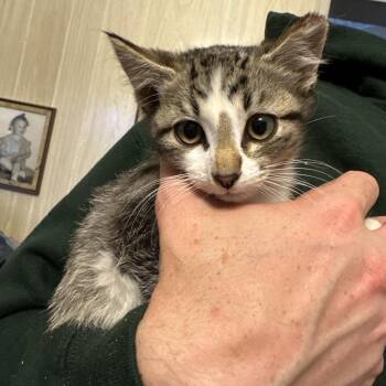 Graycen -  Domestic Short Hair Cat for Adoption in Grantsville, Utah - Graycen | PetCurious
