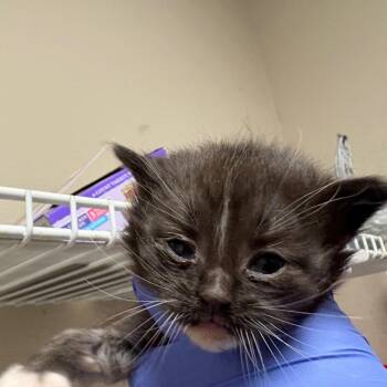 Tony/Airo -  Domestic Medium Hair Cat for Adoption in Kanab, Utah - Tony/Airo | PetCurious