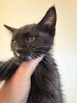 Fang -  Domestic Short Hair Cat for Adoption in Challis, Idaho - Fang | PetCurious