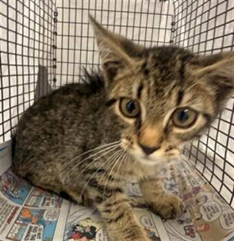 SPRITE -  Domestic Short Hair Cat for Adoption in Fort Lauderdale, Florida - SPRITE | PetCurious