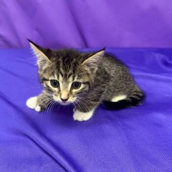 Phillip -  Domestic Short Hair Cat for Adoption in North Myrtle Beach, South Carolina - Phillip | PetCurious