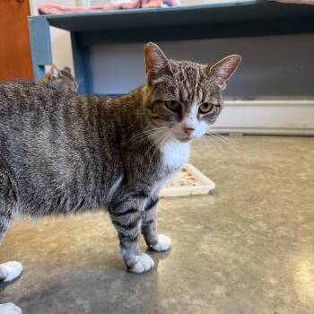 Miss Frickers -  Domestic Short Hair Cat for Adoption in Richmond, Indiana - Miss Frickers | PetCurious