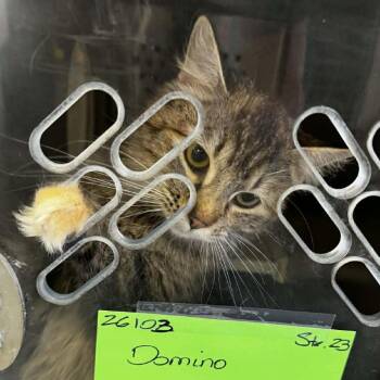 Domino -  Domestic Medium Hair Cat for Adoption in Washington, District Of Columbia - Domino | PetCurious
