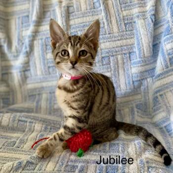Jubilee -  Domestic Short Hair Cat for Adoption in Winchendon, Massachusetts - Jubilee | PetCurious