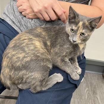 Daisy -  Domestic Short Hair Cat for Adoption in Traverse City, Michigan - Daisy | PetCurious
