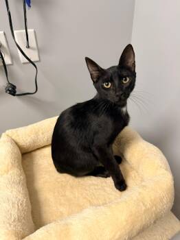 Domestic Short Hair Cats Available for Adoption in Quail Heights, Florida - Vance | PetCurious