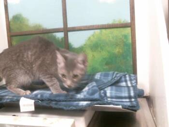 Domestic Short Hair Cats Available for Adoption - KENDAL | PetCurious