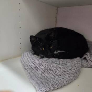 Rogue -  Domestic Short Hair Cat for Adoption in North Battleford, Saskatchewan - Rogue | PetCurious