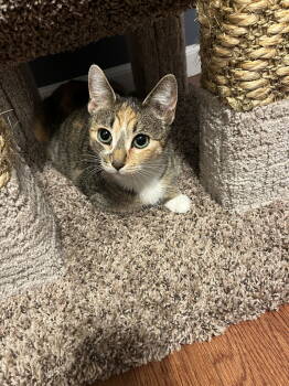 Rescue Domestic Short Hair Cats for Adoption in Rockaway, New Jersey - Mittens | PetCurious