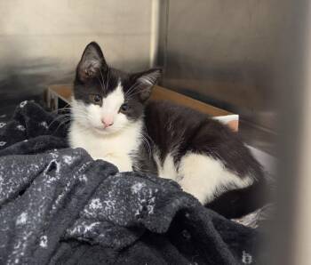 NANTUCKET -  Domestic Short Hair Cat for Adoption in Hagerstown, Maryland - NANTUCKET | PetCurious