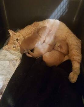 Domestic Medium Hair Cats Available for Adoption in Hartsville, South Carolina - Charleigh | PetCurious