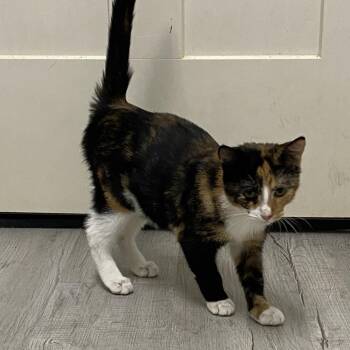 Jolene -  Domestic Medium Hair Cat for Adoption in Franklin, North Carolina - Jolene | PetCurious