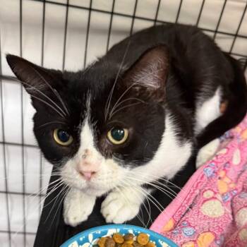 Justin -  Domestic Short Hair Cat for Adoption in Normal, Illinois - Justin | PetCurious