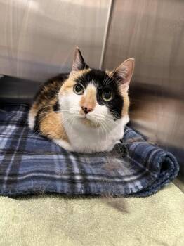 Rescue Domestic Short Hair Cats for Adoption in Frankfort, Kentucky - Sonora | PetCurious