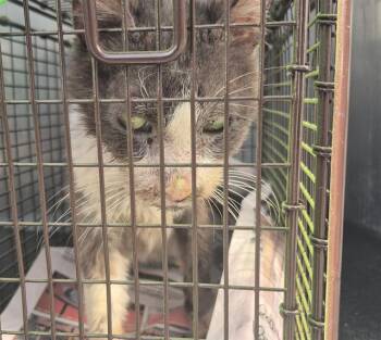 DONOVAN -  Domestic Long Hair Cat for Adoption in San Antonio, Texas - DONOVAN | PetCurious