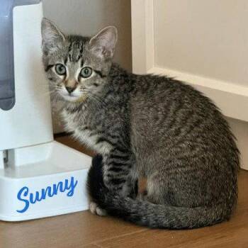 Tabby and Domestic Short Hair Cats Available for Adoption in Houston, Texas - Sunny #tabby-brigade | PetCurious